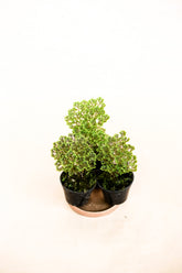 Slaginella apoda (Papuan moss)